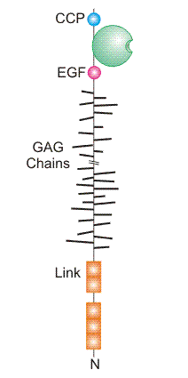 Group I domain organization